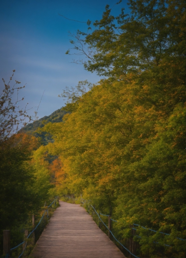 Double Photo Editing, Sky, Natural Landscape, Plant, Branch, Road Surface