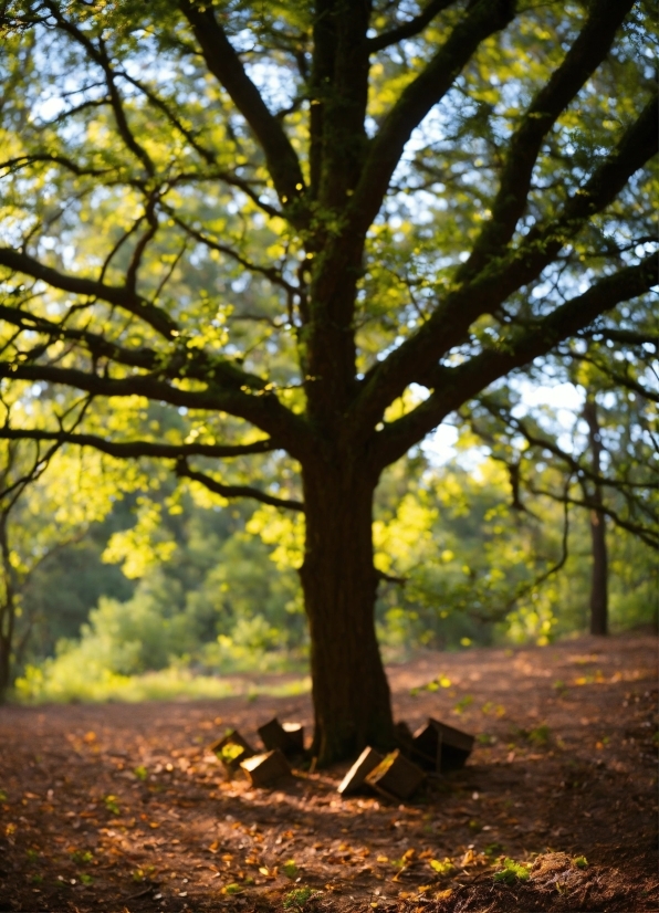 Easter Bunny Pictures, Plant, People In Nature, Leaf, Natural Landscape, Wood