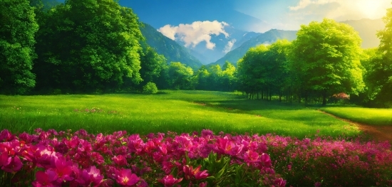 Flower, Cloud, Plant, Sky, Green, Tree