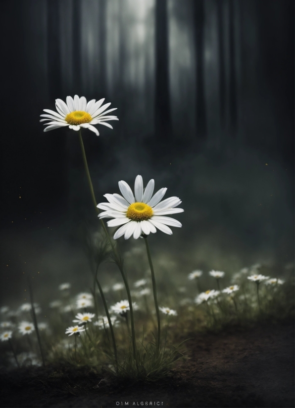 Flower, Plant, Atmosphere, Petal, Flash Photography, Camomile