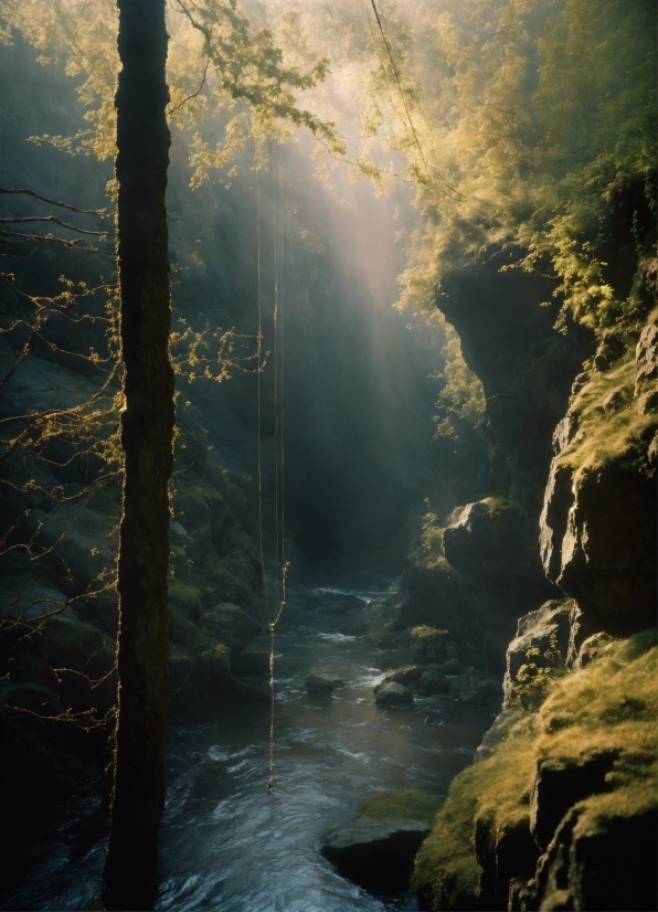 Free Photo Cropping And Resizing Tool, Water, Plant, Atmosphere, Natural Landscape, Natural Environment
