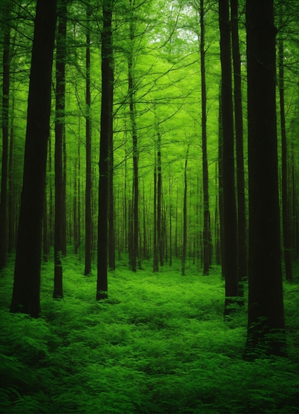 Green, Ecoregion, Wood, People In Nature, Terrestrial Plant, Tree