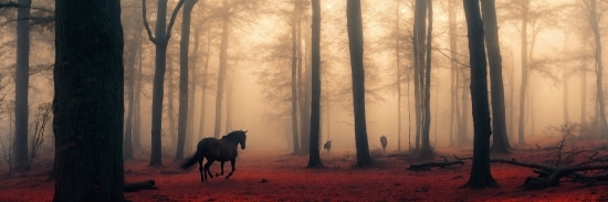 Horse, Plant, Atmosphere, Natural Landscape, Natural Environment, Fog