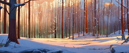 Light, Snow, Wood, Fence, Sunlight, Biome