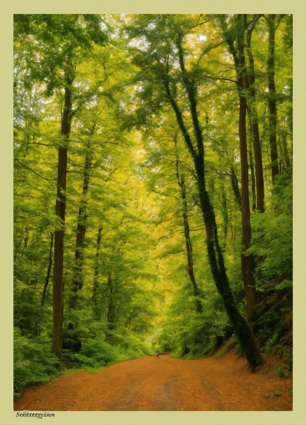 Most Popular Graphic Design Software, Plant, Ecoregion, Wood, People In Nature, Natural Landscape