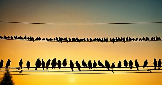 Nft Illustration, Bird, Sky, Afterglow, Morning, Horizon