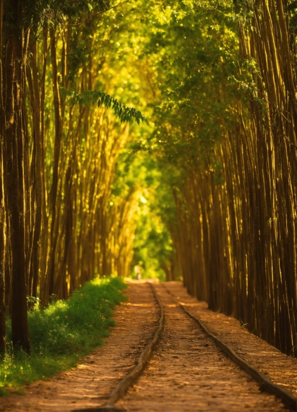 Photo Video Maker Editing, Plant, Leaf, Natural Landscape, Nature, Branch