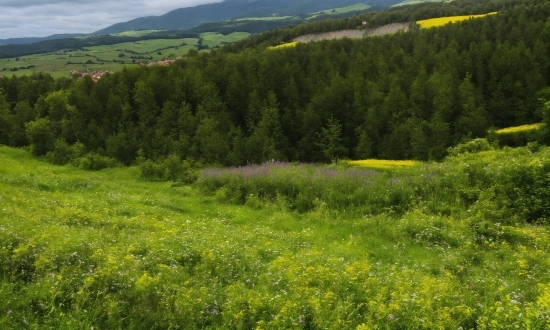 Plant, Cloud, Natural Landscape, Tree, Land Lot, Highland