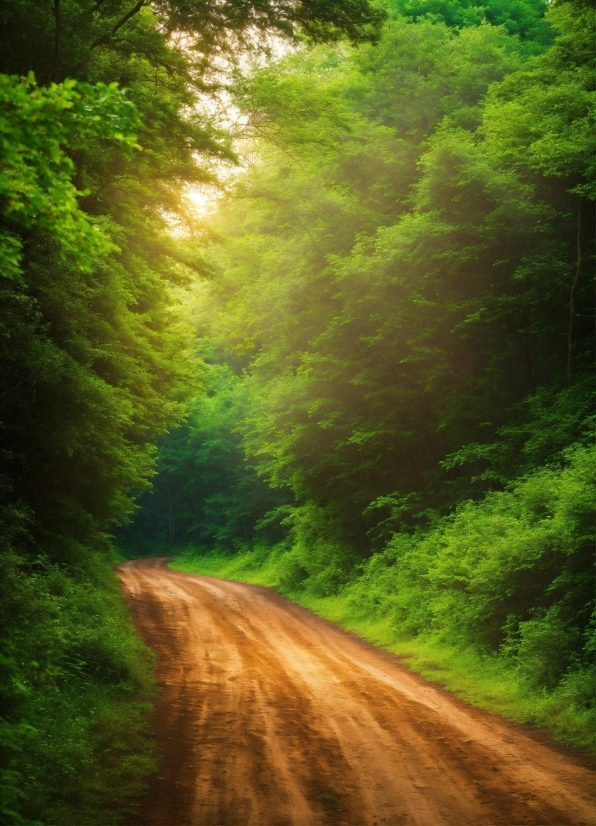 Plant, Green, Natural Landscape, Road Surface, Wood, Tree