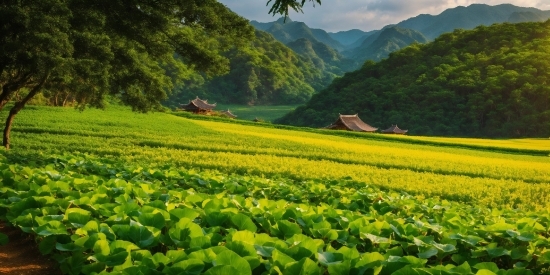 Plant, Mountain, Sky, Green, Flower, Natural Landscape