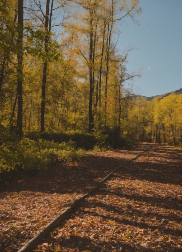 Professional Animated Video Maker, Plant, Sky, Wood, Branch, Natural Landscape