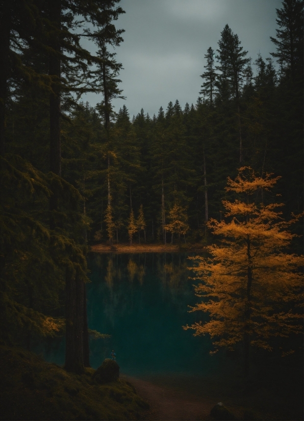 Profile Photo Editor, Sky, Water, Plant, Natural Landscape, Tree