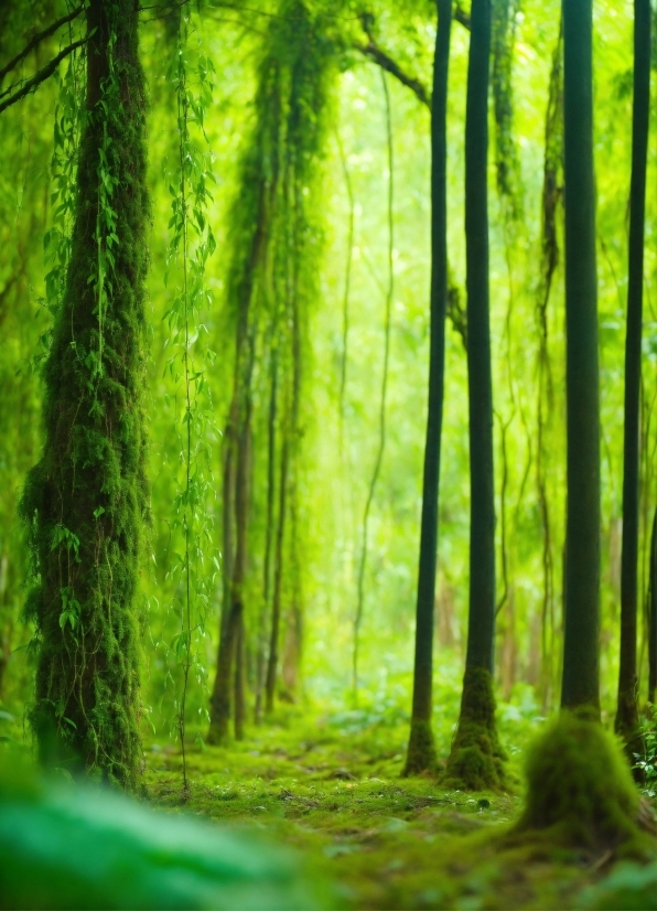 Recovery Toolbox For Photoshop, Green, Plant, Ecoregion, People In Nature, Natural Landscape
