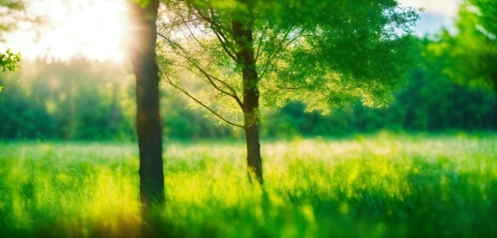 Screen Recorder For Pc Without Watermark, Plant, Green, Branch, Wood, Natural Landscape