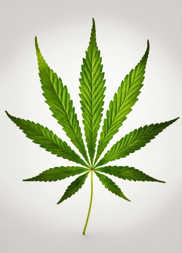 Tesla Poster, Plant, Hemp, Terrestrial Plant, Tree, Service