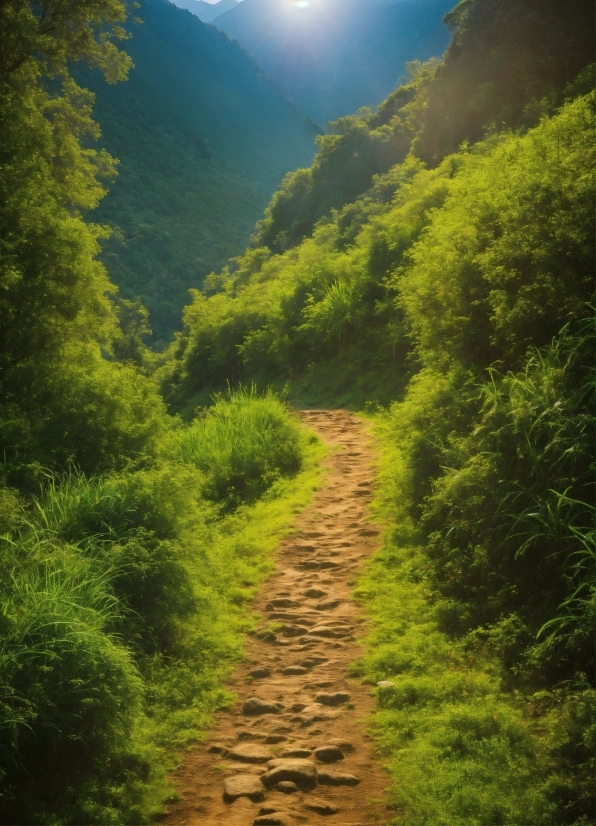 Using Ipad For Graphic Design, Plant, Sky, Mountain, Natural Landscape, Natural Environment