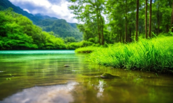 Van Gogh Paintings, Water, Plant, Green, Sky, Fluvial Landforms Of Streams