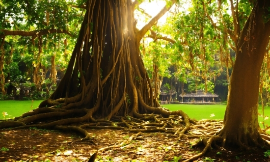 Video Maker For Website, Plant, Branch, Wood, Natural Landscape, Terrestrial Plant