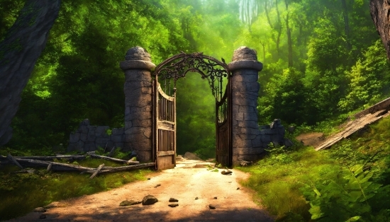 Video Maker Slideshow Maker, Plant, Natural Landscape, Wood, Botany, Sunlight