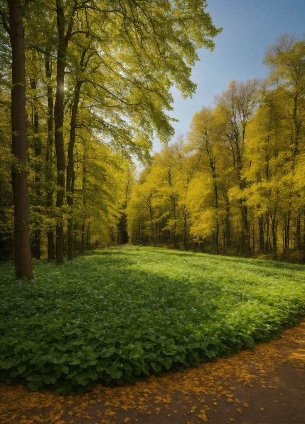Video Player For Pc Apk, Plant, People In Nature, Natural Landscape, Branch, Sky