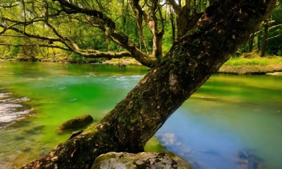 Water, Plant, Tree, Natural Landscape, Wood, Branch