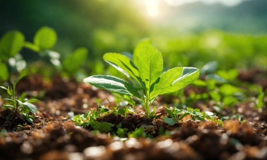 Welcome Graphic Design, Plant, Leaf, Terrestrial Plant, Vegetation, Natural Landscape