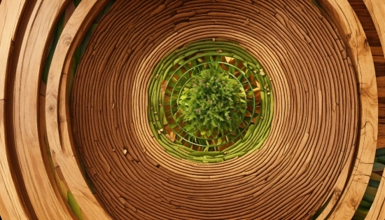 Wood, Terrestrial Plant, Circle, Art, Symmetry, Pattern