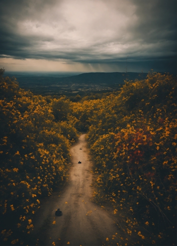 Xnview Photo Fx, Cloud, Sky, Atmosphere, People In Nature, Plant