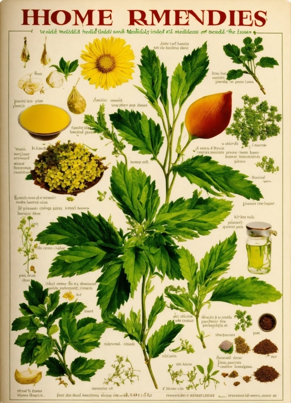 Flower, Plant, Botany, Groundcover, Publication, Flowering Plant
