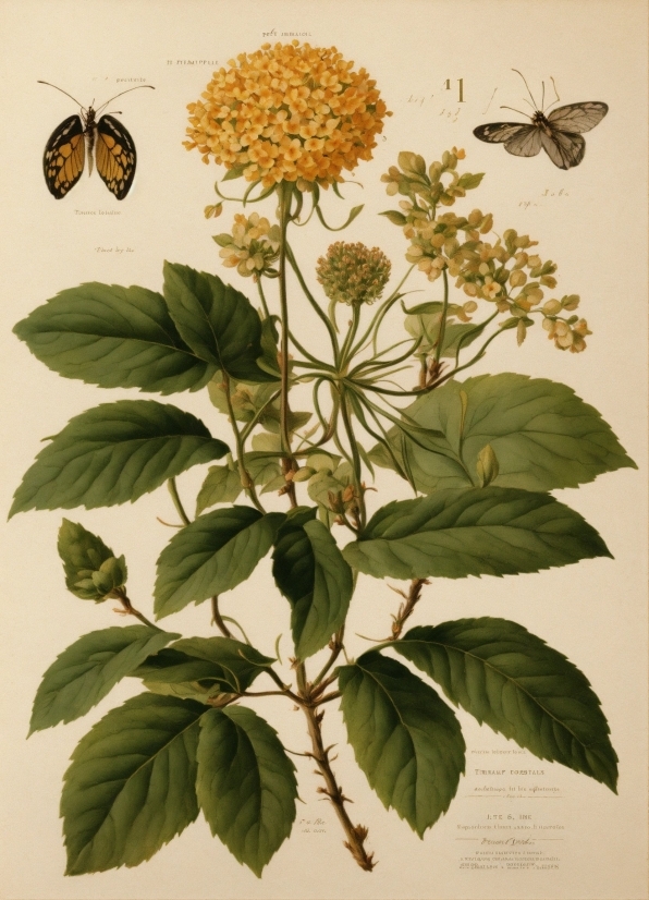 Flower, Plant, Pollinator, Botany, Butterfly, Arthropod