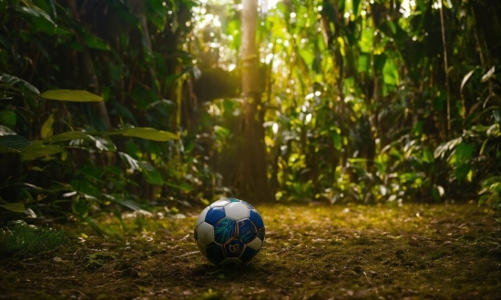 Plant, Soccer, Ball, Wood, Terrestrial Plant, Grass