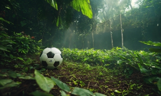 Plant, Soccer, Sports Equipment, Football, Ball, Grass