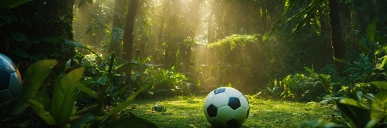 Plant, Soccer, Sports Equipment, Natural Landscape, Ball, Sunlight