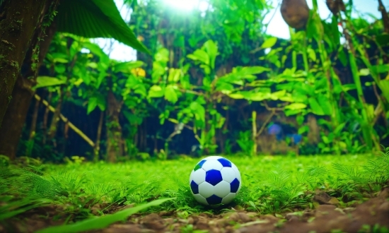 Soccer, Plant, Green, Light, Football, Natural Environment