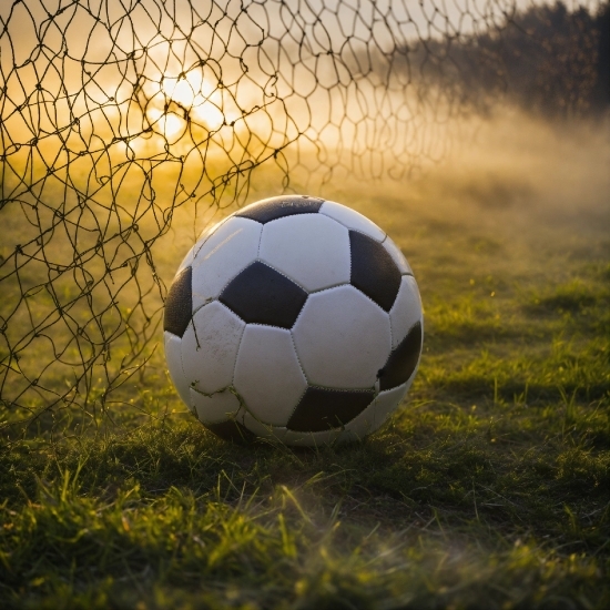Soccer, Sports Equipment, Football, Plant, Ball, Ball Game