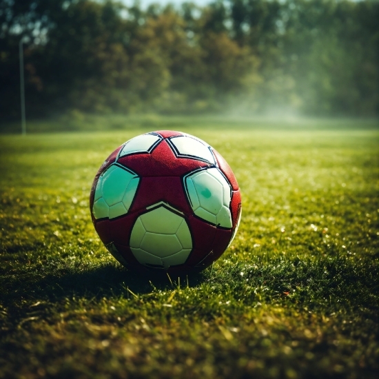 Sports Equipment, Football, Plant, Soccer, Ball, Grass